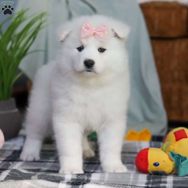 Remi, Samoyed Puppy